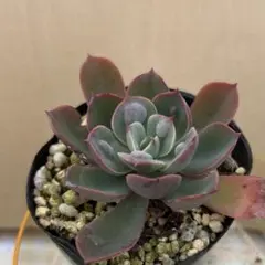 多肉植物 ミナ 抜き苗 - メルカリ