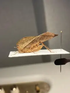 【28mm】葉脈のような透け感が美しいコノハバッタ 標本直翅類コノハムシナナフシ 未展足】葉脈のような透け感が美しいコノハバッタ 標本直翅類