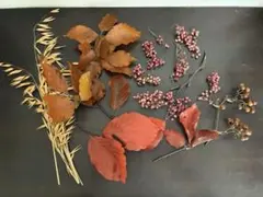 다양한 드라이 플라워 소재와 퍼거스 플라워 소재 세트