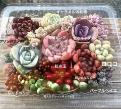 多肉植物　カット苗詰め合わせセット　②