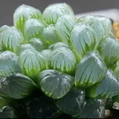 ハオルチア♡ダルマオブツーサ　2株抜き苗！多肉植物のサムネイル