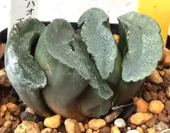 美紋‼️多肉植物 ハオルチア 玉扇 隼 抜き苗３