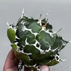 特選アガベ カキコ●メルカリ便 チタノタ 検索;サラマンダーsalamander 特選アガベ カキコ○メルカリ便 チタノタ 検索;サラマンダーsalamander