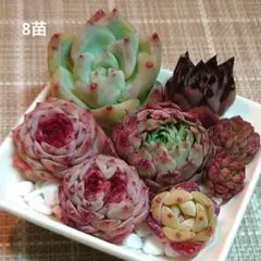〈春色Special8苗セット〉　寄植えセット　エケベリア　韓国苗