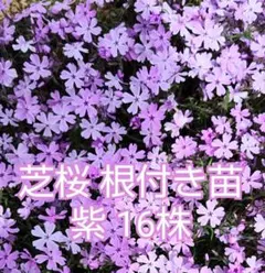 芝桜　根付き苗　紫16株のサムネイル