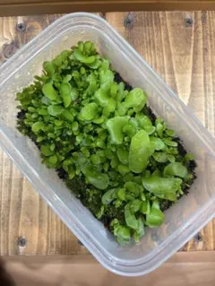 KWY様 リクエスト 2点 まとめ商品