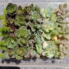 【レインボー】セダム　多肉植物　カット苗　詰め合わせ