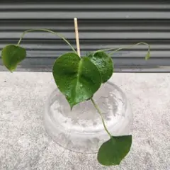 モンステラ 観葉植物 苗　（2苗）のサムネイル