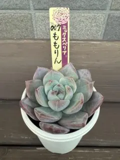 ☆ももりん☆札付き　ポットごと ミックスベリア　007 おらいさん苗