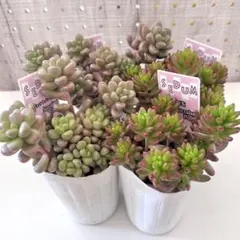 テレサエ 実生 群生 鉢植えメルカリ便送料込み 2026年最新】観葉植物の人気アイテム - メルカリ