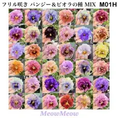 【M01H】フリルパンジー＆フリルビオラの種 50粒｜ボール咲き入り・ミックス