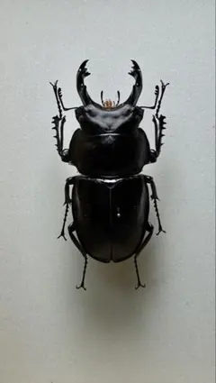 2025年最新】ヤエヤママルバネクワガタ標本の人気アイテム - メルカリ