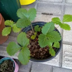 2025年最新】イチゴ苗の人気アイテム - メルカリ