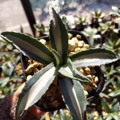 2025年最新】アガベ 華厳の人気アイテム - メルカリ