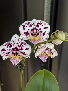 2026年最新】胡蝶蘭原種の人気アイテム - メルカリ