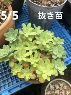 多肉植物　セダム5鉢6種　抜き苗 多肉植物 セダム6種① 抜き苗 - メルカリ