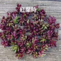 マミコ様 リクエスト 3点 まとめ商品