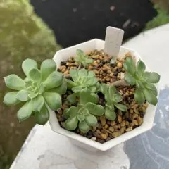 多肉植物　オレンジマドレーヌ
