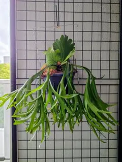 P.Mt Olympus×Kitshakoodiense 'Thin' 大ビカク P.Mt Olympus×Kitshakoodiense 'Thin' 大ビカク P.Mt Olympus