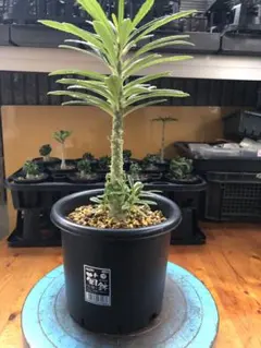 2025年最新】ブラータ ギガスの人気アイテム - メルカリ