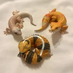 ニシアフリカトカゲモドキ