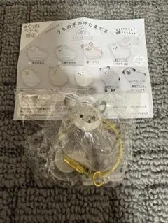 うちの子けだまだま　犬　チワワ