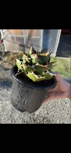 2025年最新】アガベ イランの人気アイテム - メルカリ