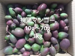 P*r様 沖縄県産 摘果マンゴー 青マンゴー 20kg 常温発送 オークションE m*e様 沖縄県産 摘果マンゴー 青マンゴー 20kg 常温発送 オークションC