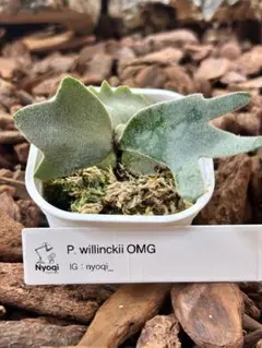 雪*花様 ウィリンキー　OMG 過成長 雪*花様 ウィリンキー OMG 過成長