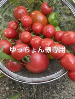 ゆっちょん様専用です