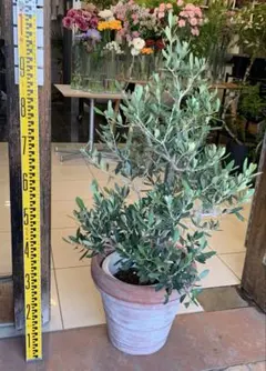 オリーブの木 イタリア製 テラコッタ鉢植え エルグレコ H115 - メルカリ