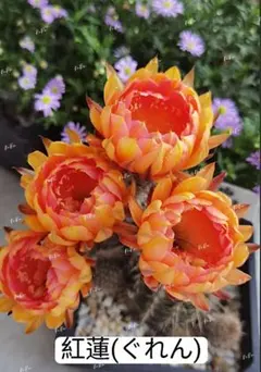 99-魅羽 超人気品種 花サボテン 複色咲き 群開花 カキコ発根済み