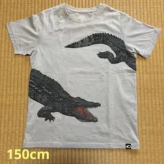 UNIQLO ディスカバリーチャンネル UT半袖150cm