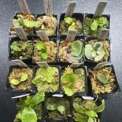 2025年最新】jade girl 胞子の人気アイテム - メルカリ