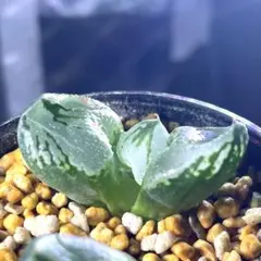 た*り様 ハオルチア　コクリコ嬢