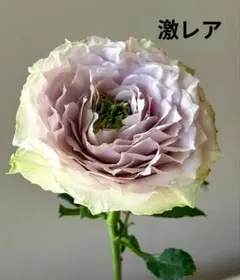 バラ バラ苗 綾 レア 入手困難 希少 青バラ - メルカリ