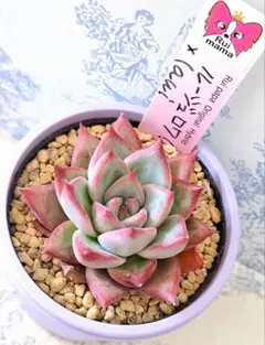 2026年最新】ルイパパさん苗の人気アイテム - メルカリ