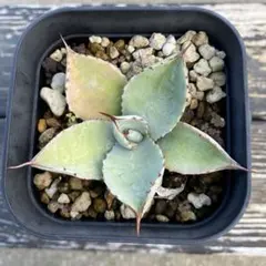 2025年最新】アガベ パリーホーチエンシスの人気アイテム - メルカリ