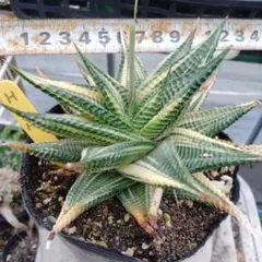 幻*斎様 多肉植物 ハオルチア 五重の塔 レッド - メルカリ