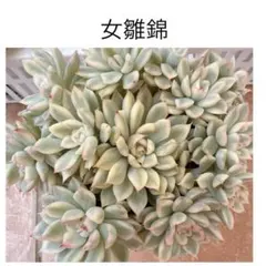 ね*]様 B308　女雛錦　105苗　多肉　土根付き　エケベリア　韓国苗 ね*]様 B308 女雛錦 105苗 多肉 土根付き エケベリア 韓国苗 ね