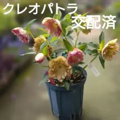 値下げネオン系✨曽田園芸✨ダブル✨クリスマスローズ✨充実株のサムネイル