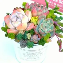 多肉植物寄せ植え✩.*˚そのまま飾れる✩.*˚