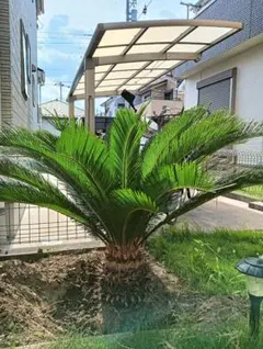 大株 蘇鉄 引き取り限定 - メルカリ