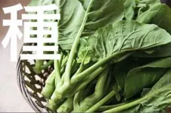 Michinoku_Aqua様 リクエスト 2点 まとめ商品