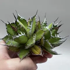 龍門】アガベ 特選 多肉植物 ホリダ 極上強刺 精品株 - メルカリ