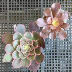 2026年最新】アエオニウムの人気アイテム - メルカリ