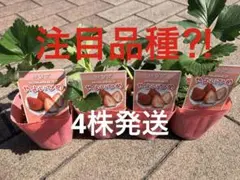 ①4株　いちご　苗いちご苗　やよいひめ　甘いいちご