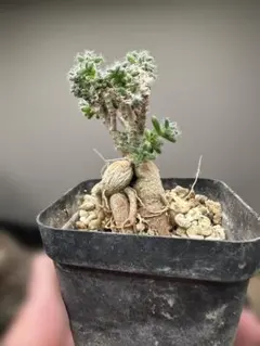 2026年最新】姫ソテツの人気アイテム - メルカリ