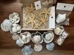貝殻とヒトデのデコレーションパーツセット