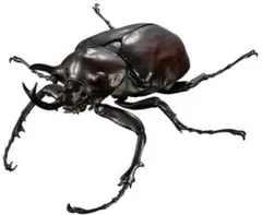 いきもの大図鑑　アドバンス　ゾウカブト　マルスゾウカブト　カプセル版　05のサムネイル